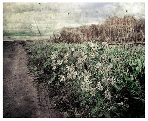 Так ли прост лютик, как может показаться?